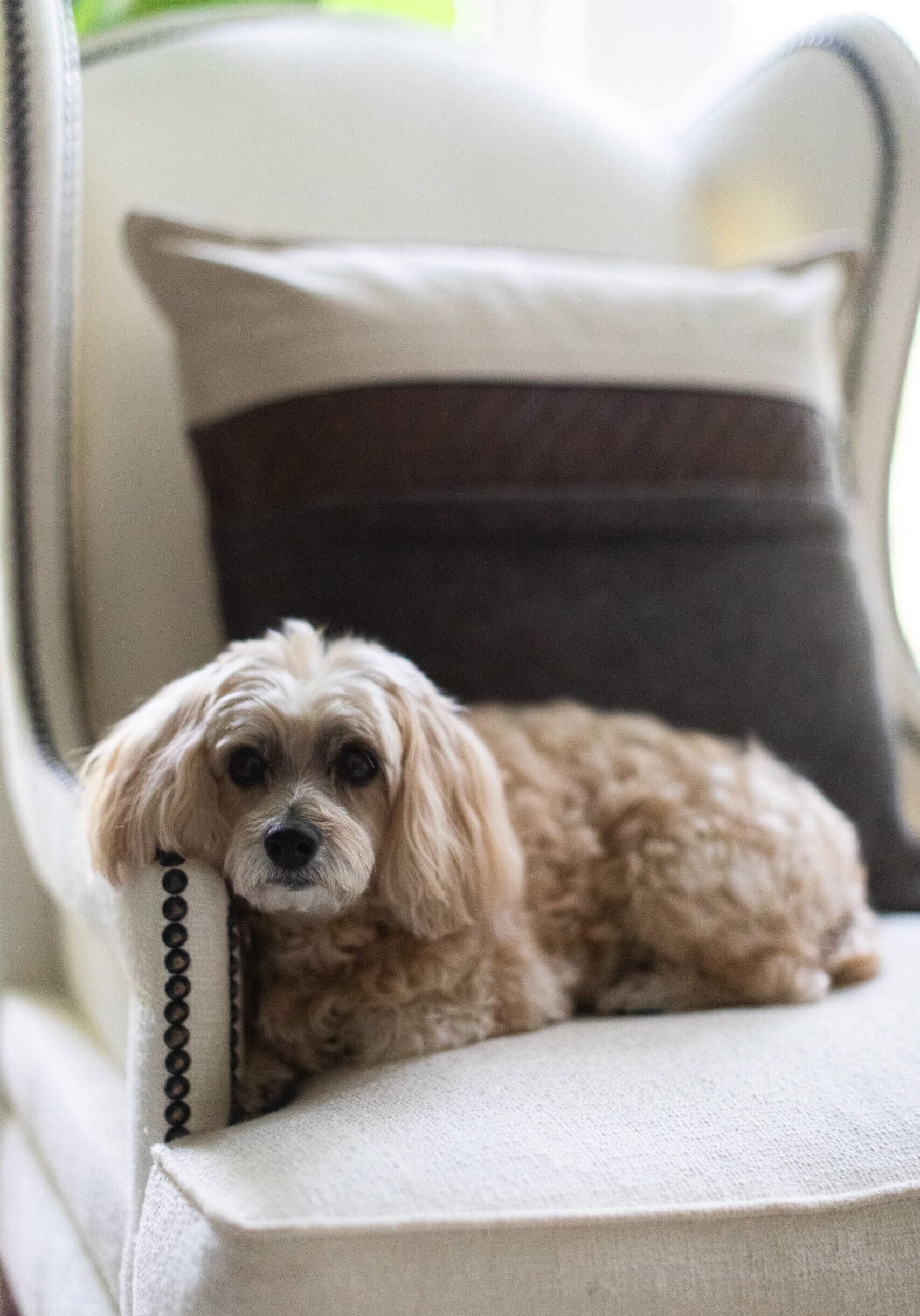 A small, curly-haired dog is lying on a light-colored armchair with a cushion in the background.